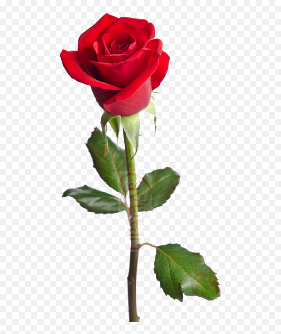 Just Another Life A Rose - Happy Birthday Red Rose Png,Single Rose Png