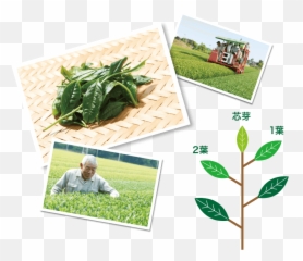 Grow Teas Kanei Hitokoto Seicha Inc - Garden Png,Tea Leaf Png