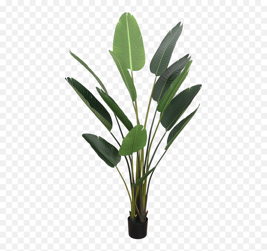 Simulation Traveler Banana Plant Landing Bird Of Paradise - Transparent Bird Of Paradise Plant Png,Potted Plants Png