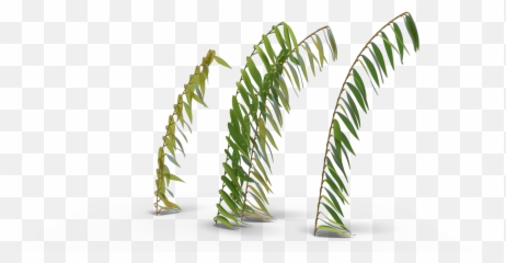 Looping Sea Kelp 1 - Vertical Png,Kelp Png