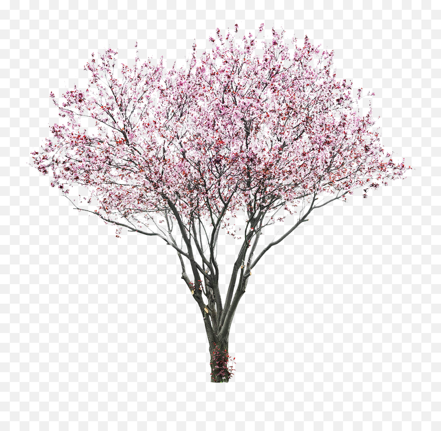 Sakura Png Alpha Channel Clipart Images - Cherry Blossom Tree Png,Sakura Png