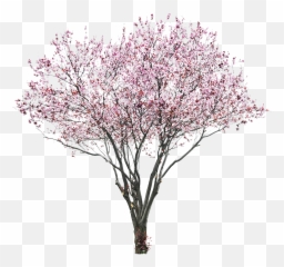 Sakura Png Alpha Channel Clipart Images - Cherry Blossom Tree