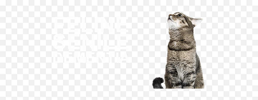Cat Dementia Understanding Feline Senile - Cat Looking Up Png,Transparent Cat