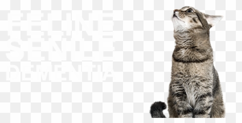 Cat Dementia Understanding Feline Senile - Cat Looking Up Png,Transparent Cat