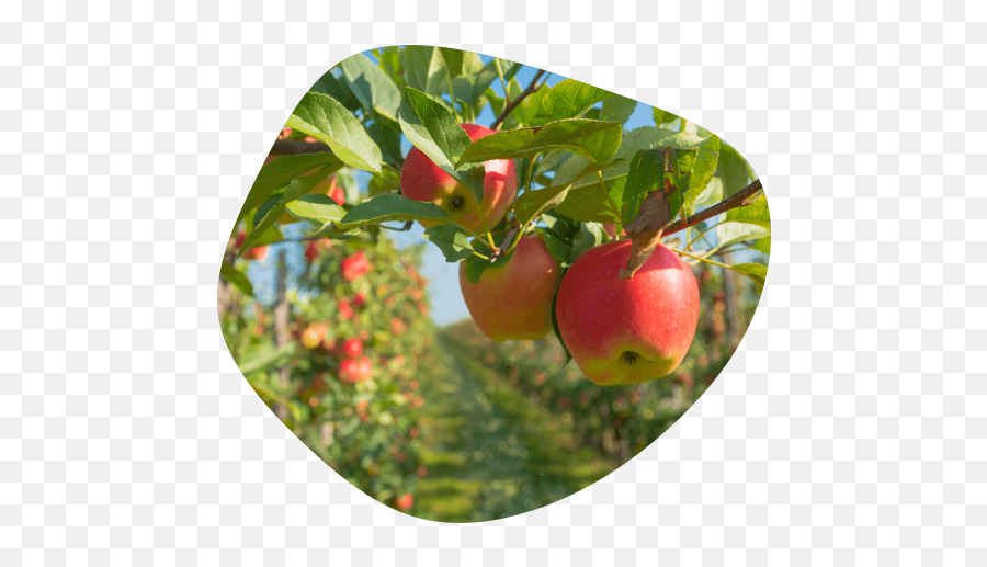 New Zealand Grown Apples Sliced Diced - Apples Png,Apple Slice Png