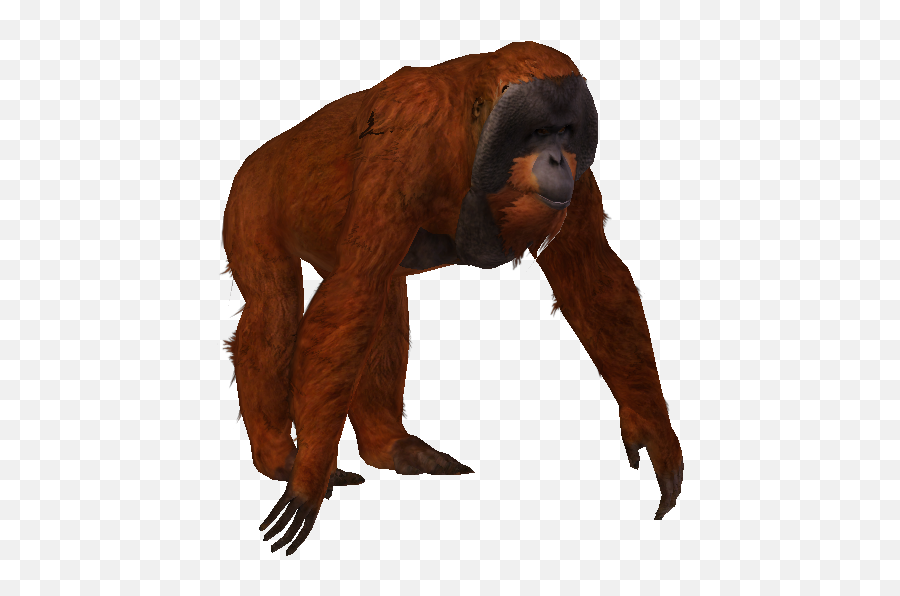 Sumatran Orangutan - Old World Monkeys Png,Zoo Tycoon 2 Icon