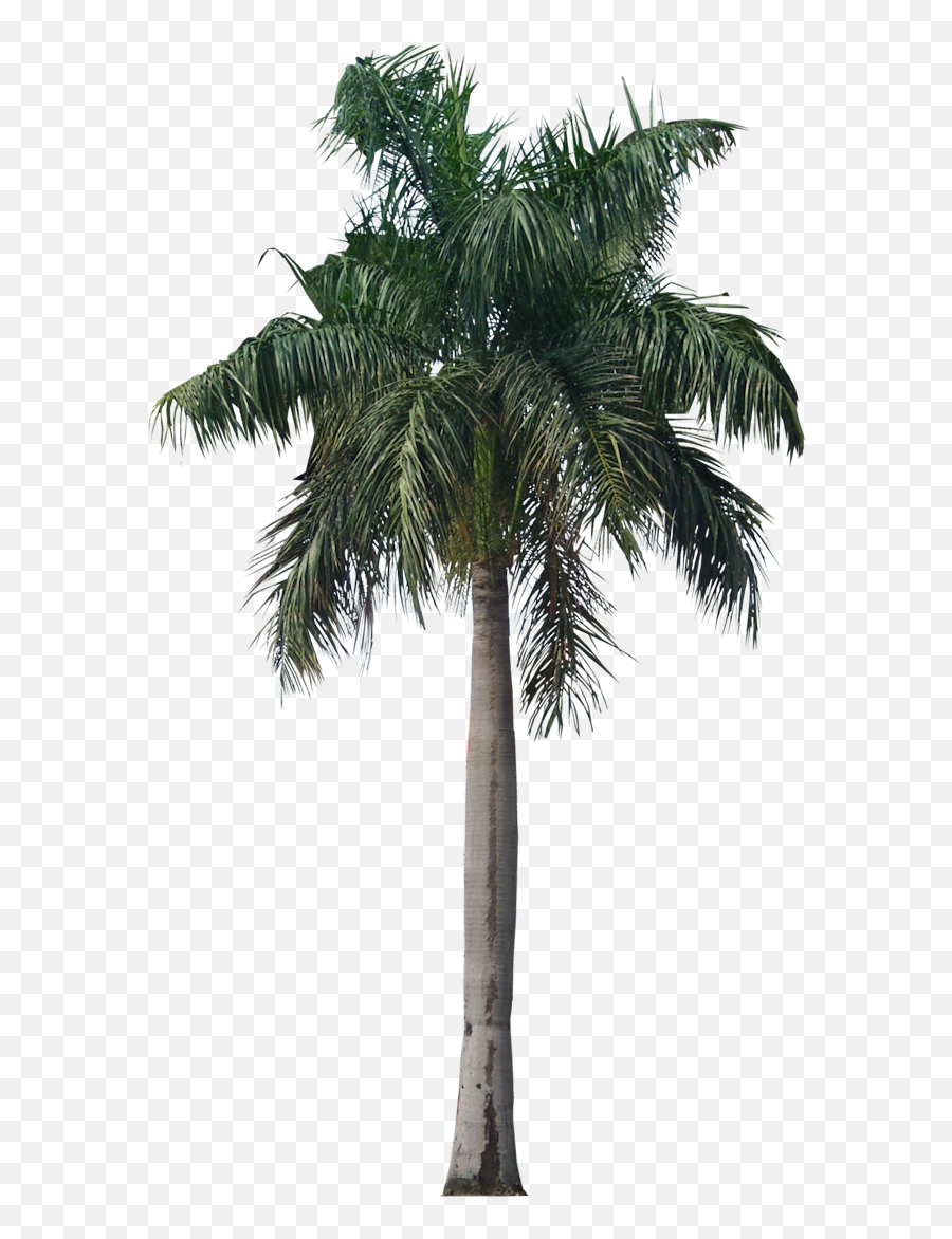 Palm Tree Png Photo 43078 - Free Icons And Png Backgrounds Royal Palm Tree Png,Palm Png