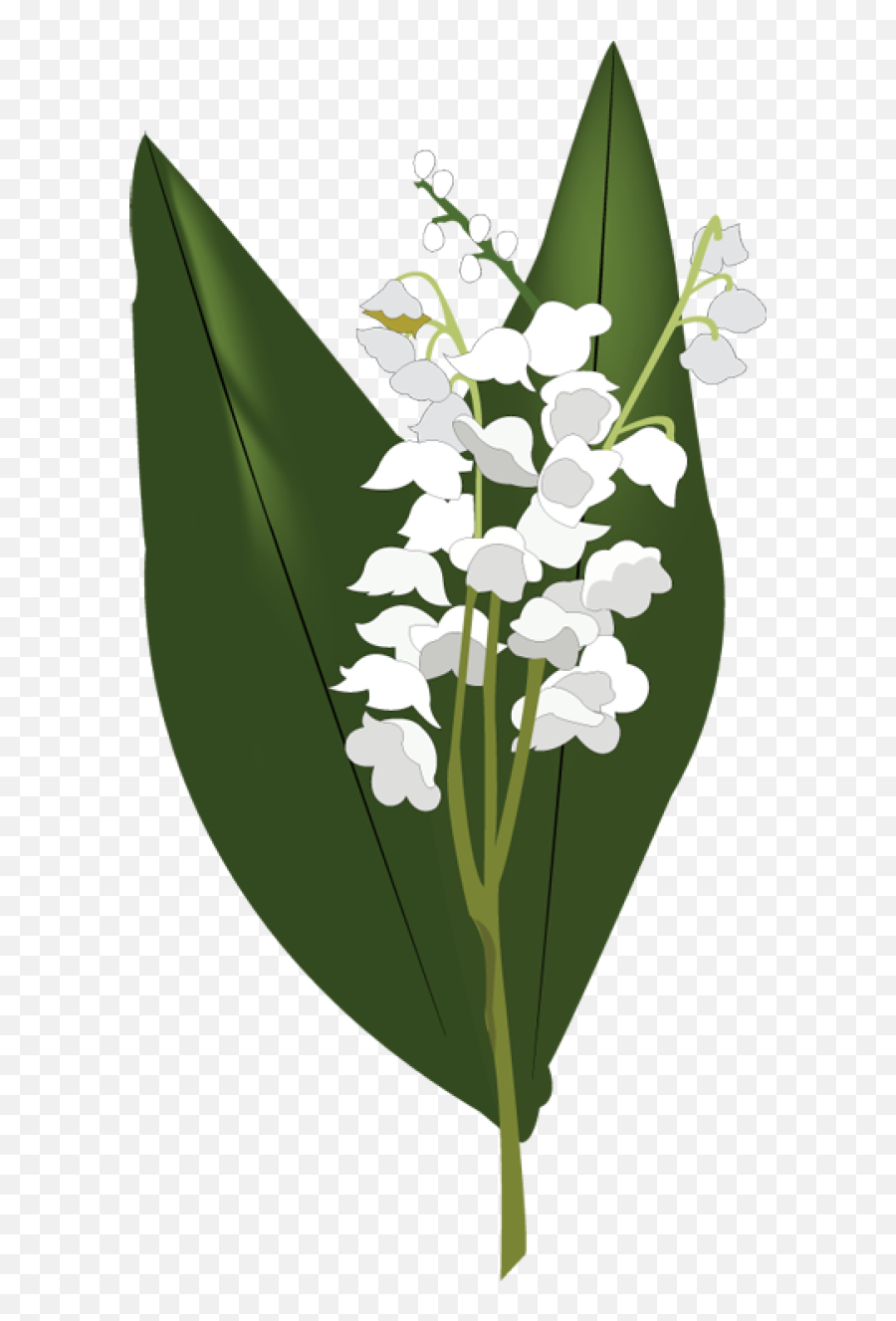 Lily Of The Valley Png Hd Mart - Lily Of The Valley Png,Lilies Png