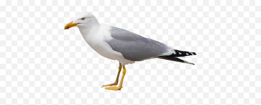 Gull Png Images Free Download - Sea Birds Sitting Png,Seagulls Png