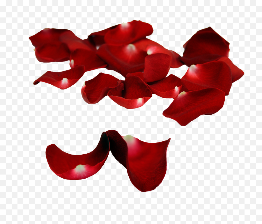 Download Rose Petals Falling Png Transparent Background