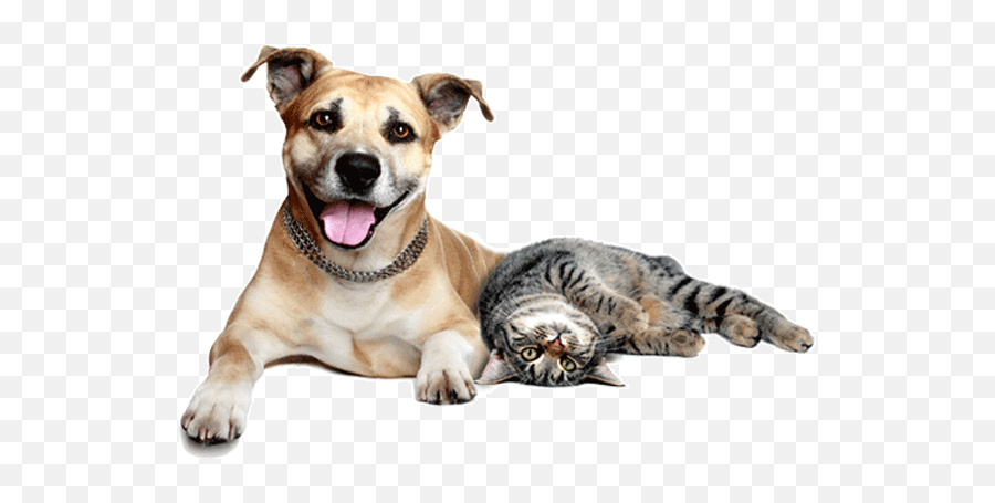 Download Cats And Dogs Png - Dog Cat Png,Dog And Cat Png