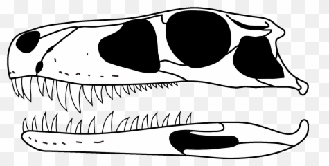 Gnathovorax Skull - Png