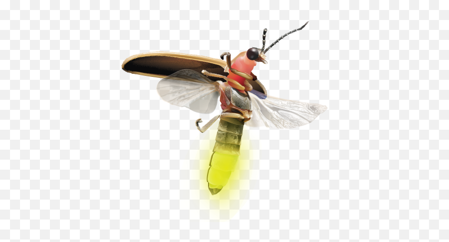 Firefly Logo Png - Insects,Firefly Png