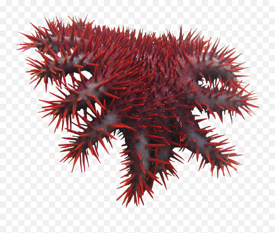 Crown Of Thorns Starfish Png - Crown Of Thorns Starfish On White Background,Thorns Png