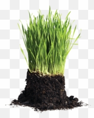 6040 Lawn Mix Cedar Grove Organic Compost - Organic Manure Png,Lawn Png