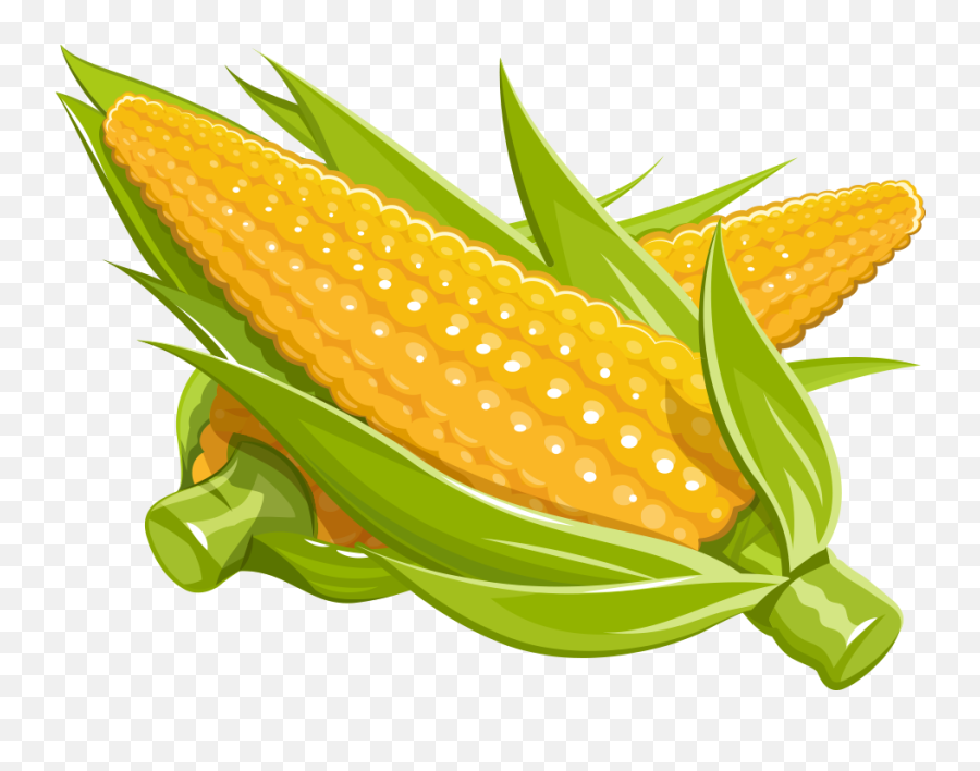 Download Corn Vector Png - Corn Illustration Png,Corn Cob Png