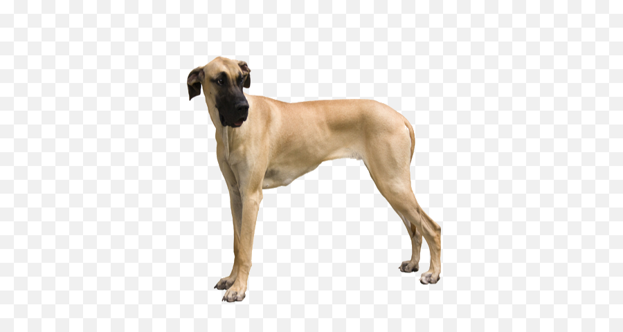 Biggest Dogs - Great Dane Transparent Background Png,Great Dane Png