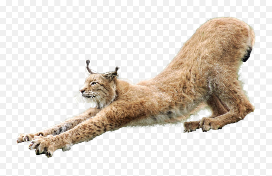 Lynx Hd Png Transparent Hdpng Images Pluspng - Eurasian Lynx Transparent Background,Bobcat Png