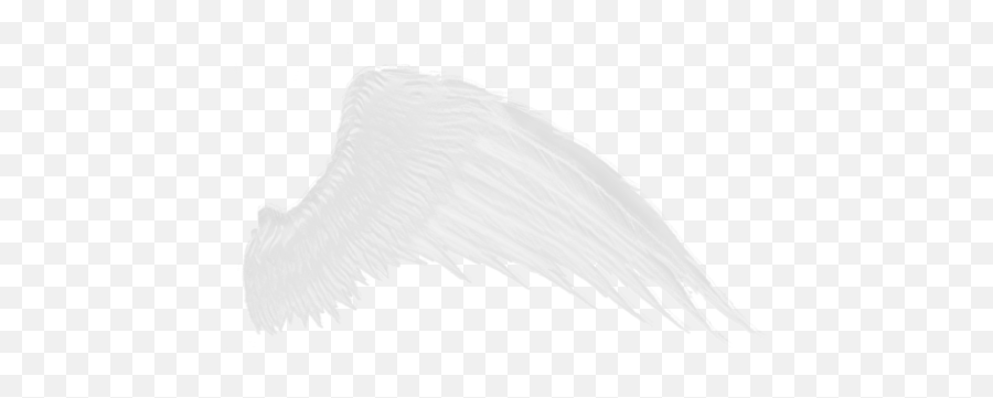 Download Free Png Wings Images Angel - White Wings Transparent Background,Black Angel Wings Png