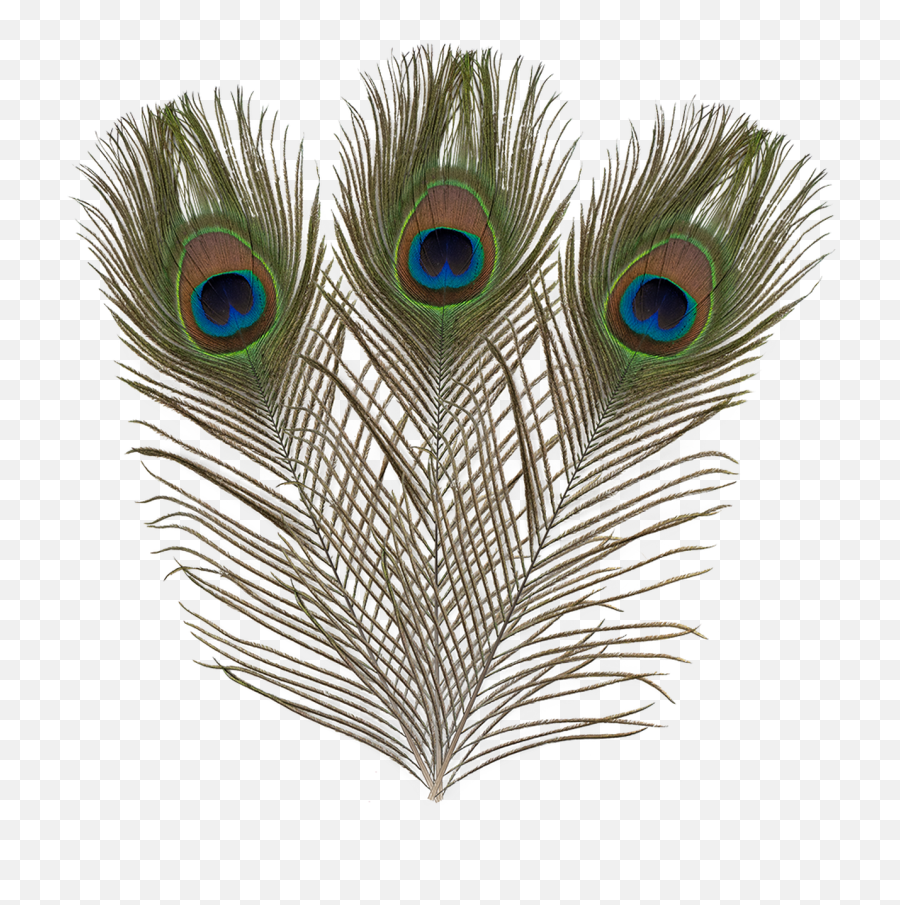 Ef - 017 Peacock Feathers Flightless Bird Png,Peacock Feather Png