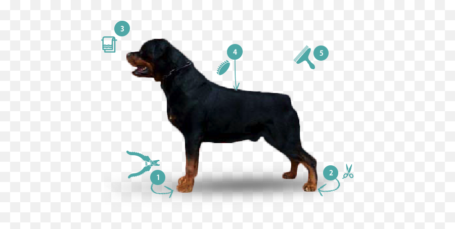 Rottweiler Know Your Breed Dawgz Grooming U0026 More - Rottweiler Png,Rottweiler Png