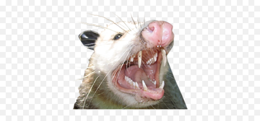 Possum Png And Vectors For Free - Opossum Teeth,Possum Transparent