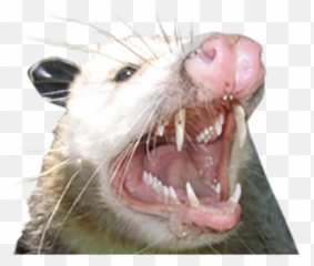 Possum Png And Vectors For Free - Opossum Teeth,Possum Transparent