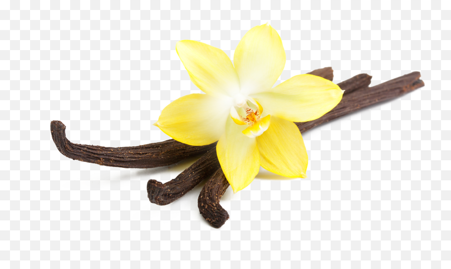 Png Transparent Vanilla - Vanilla Png,Vanilla Bean Png