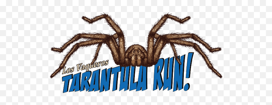 Race Info Tarantula Run Brazen Racing - Araneus Cavaticus Png,Tarantula Png