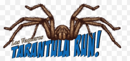 Race Info Tarantula Run Brazen Racing - Araneus Cavaticus Png,Tarantula Png