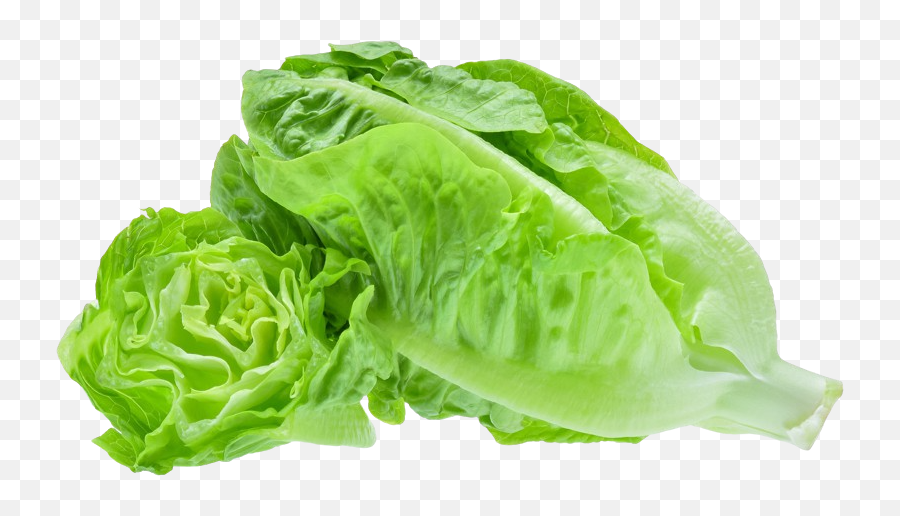The Future Of Food Is Grow - Ityourself Romaine Lettuce Png,Lettuce Transparent