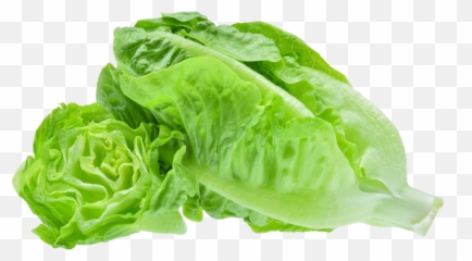 The Future Of Food Is Grow - ityourself Romaine Lettuce png