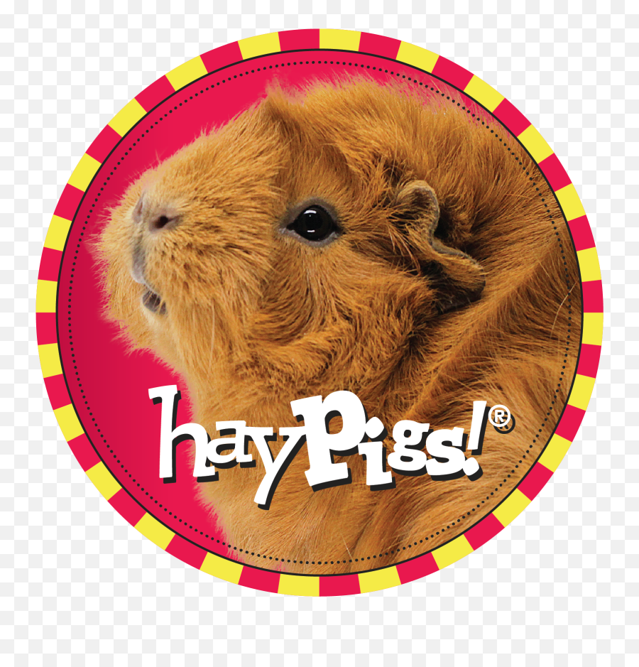 Haypigs Guinea Pig Circus U2014 Bundle Offer The Range - Fleece Set Gear Shape Png,Guinea Pig Png