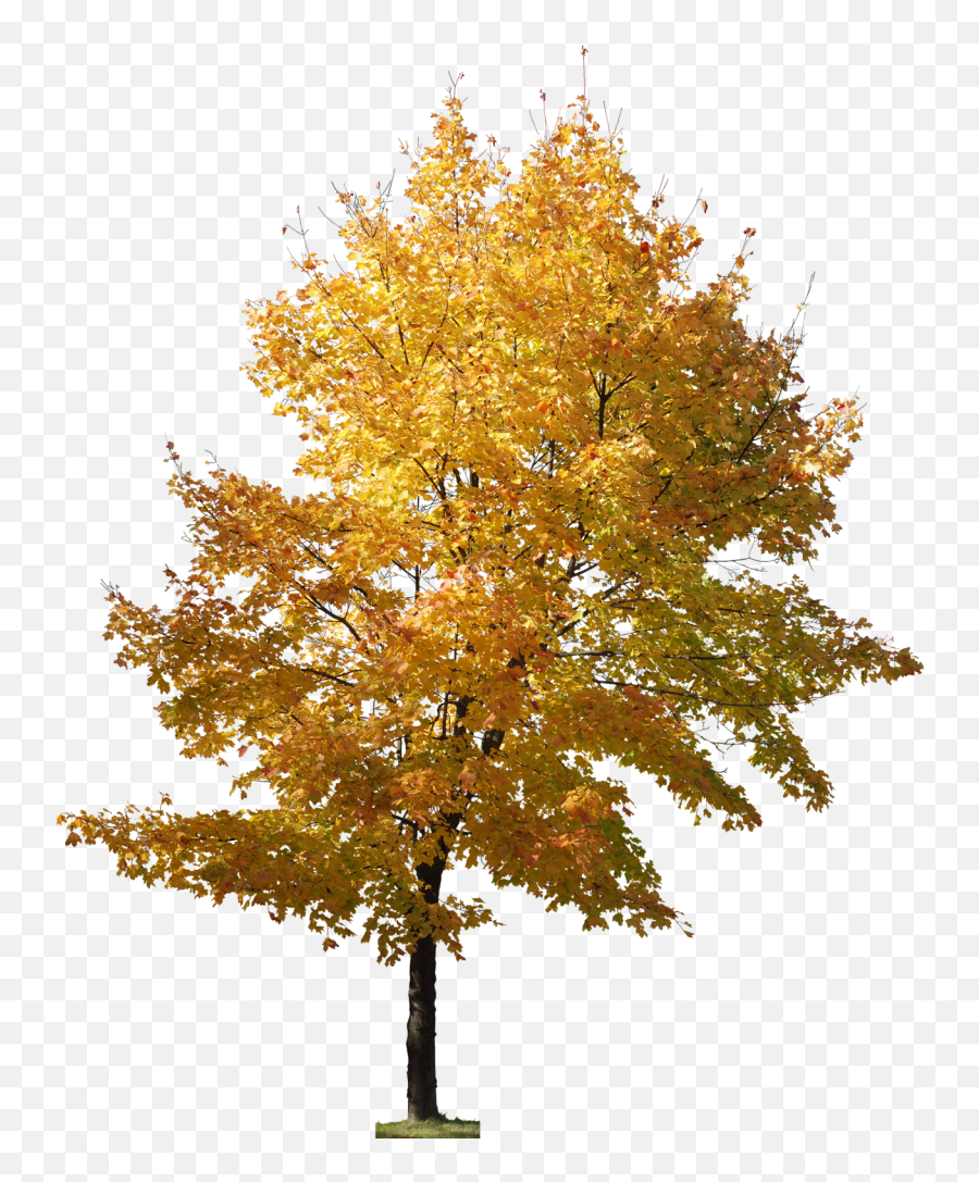 Pin - Tree Photoshop Architecture Png,Tree Elevation Png