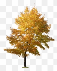 Pin - Tree Photoshop Architecture Png,Tree Elevation Png