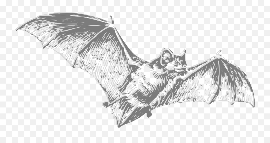 Bat - Don T Eat Bats Png,Bat Transparent