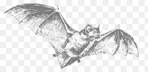 Bat - Don T Eat Bats png