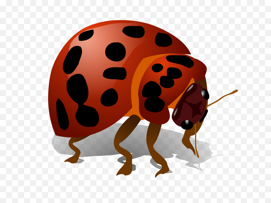 Ladybug Bug Insect - Free Vector Graphic On Pixabay Bug Clip Art Png,Bugs Png