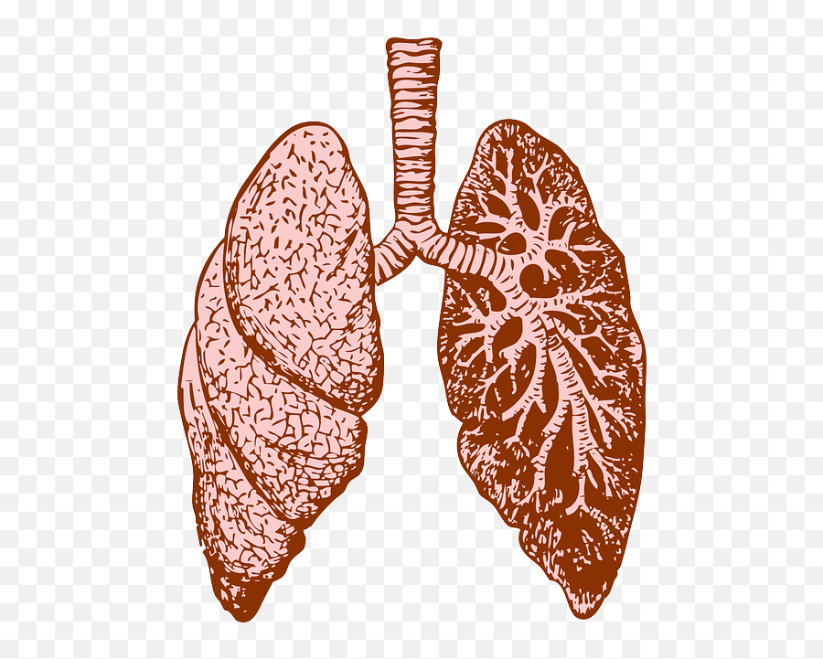 Free Photo Organ Breath Lungs Respiratory System - Cystic Fibrosis Lungs Png,Cute Lung Icon