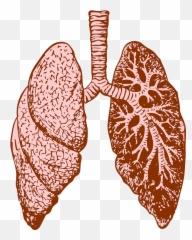 Free Photo Organ Breath Lungs Respiratory System - Cystic Fibrosis png
