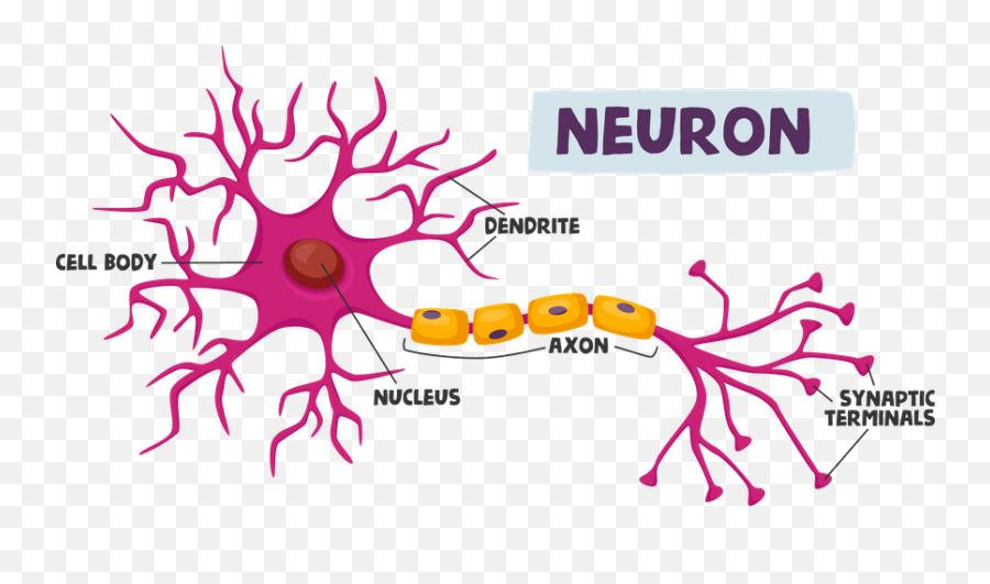Neuron Icon - Download In Line Style Human Neurons Png,Dth Icon