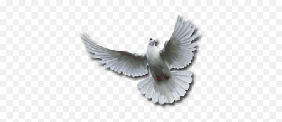 Spirit Png And Vectors For Free Download - Dlpngcom Transparent Holy Spirit Dove Png,Holy Spirit Png