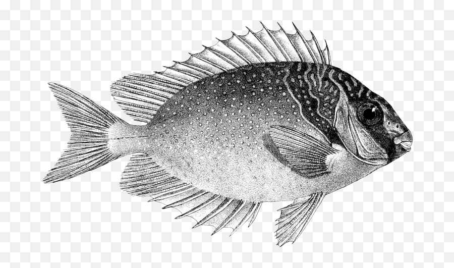 Filesiganus Virgatus Daypng - Wikimedia Commons Rabbitfish,Flounder Png ...