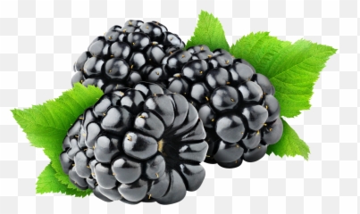 Berry Clipart Transparent Background - Blackberry Png,Berries Png