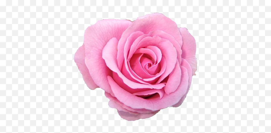 Follow Back Flower Pink Rose F4f - Pink Rose Transparent Background Png,Rose Transparent