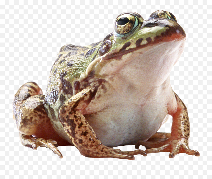 Frog Png Clipart Transparent Background