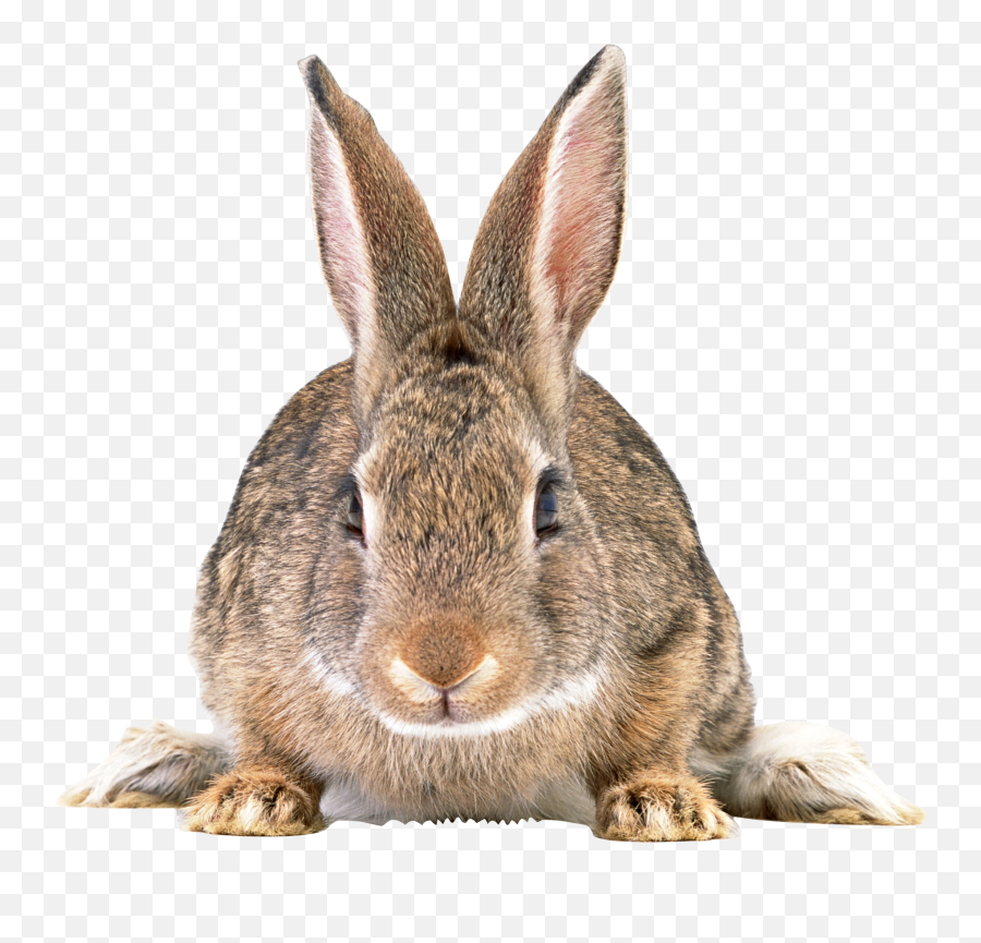 Rabbit Transparent Png File