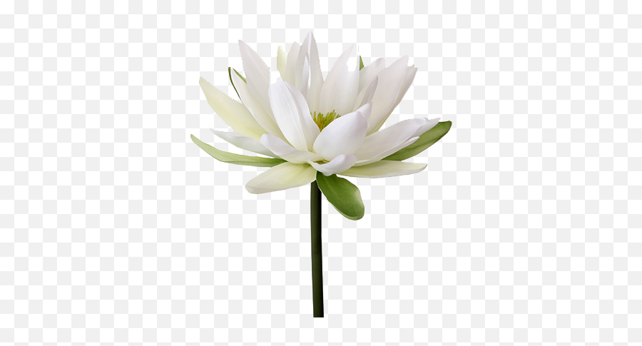 Water Lily Png Transparent Image - Water Lily Flower Png Hd,Lily Transparent Background