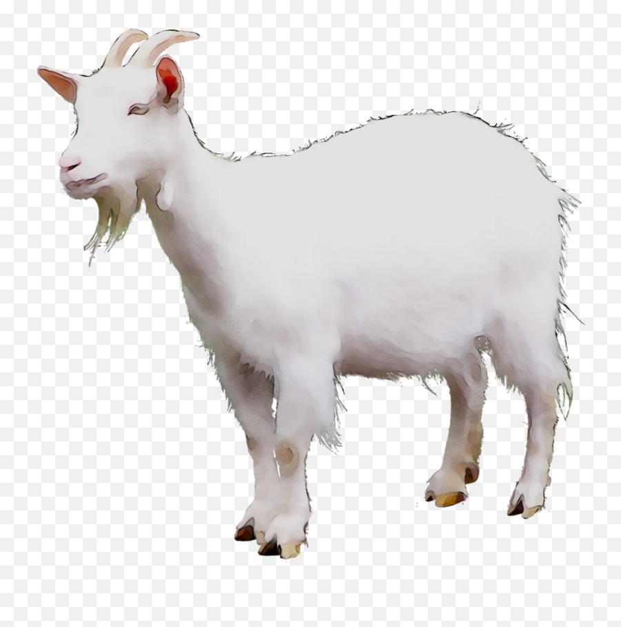Mountain Goat Sheep Cattle Terrestrial - Mountain Goat No Background Png,Goat Transparent Background
