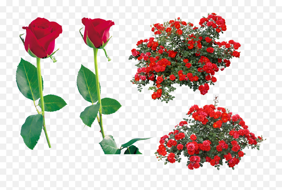 Download Rose Flower Clip Art - Gulab Ka Phool Png,Rose Bush Png